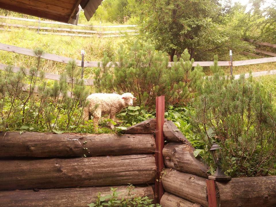 Maly Pod Lasem Zakopane